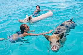 Pig Beach (Exuma)